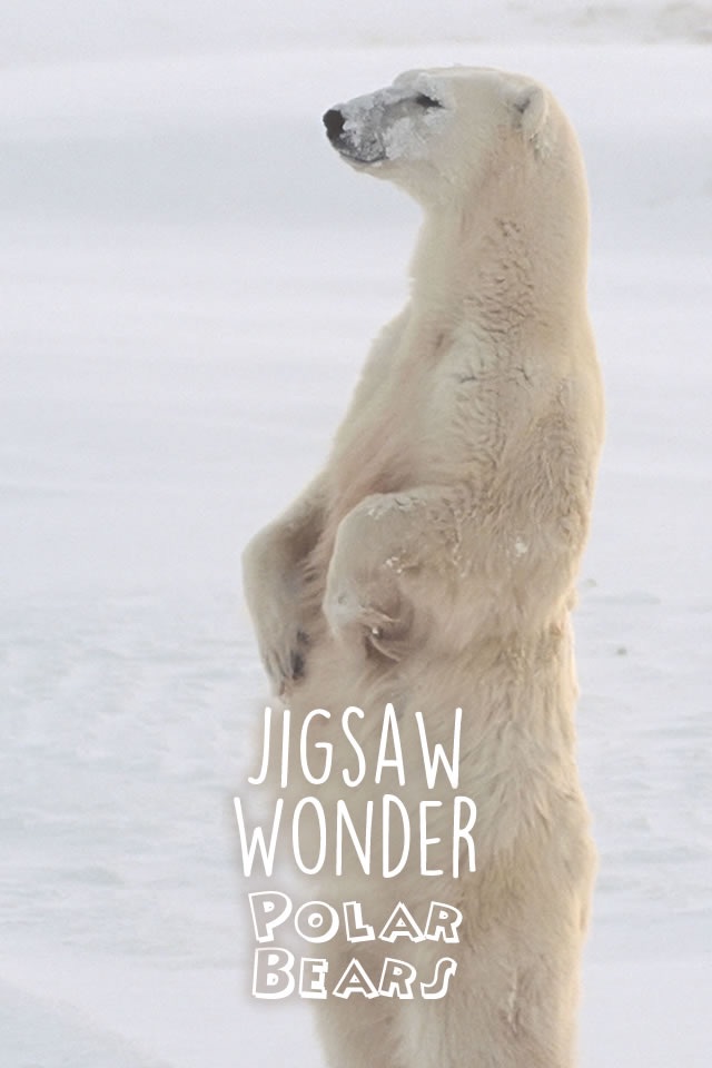 Jigsaw Wonder Polar Bear Puzzles for Kids Free screenshot 2