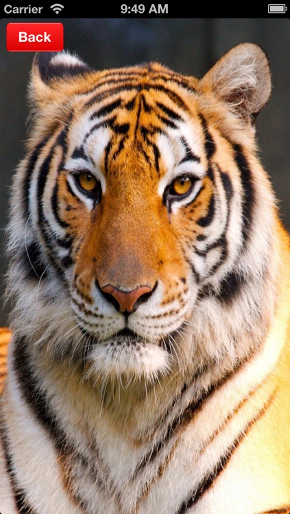 Tiger Puzzles for iPhone