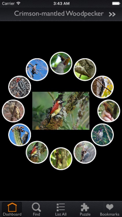 Woodpeckers Guide! screenshot-3