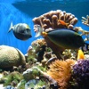 Coral Reefs