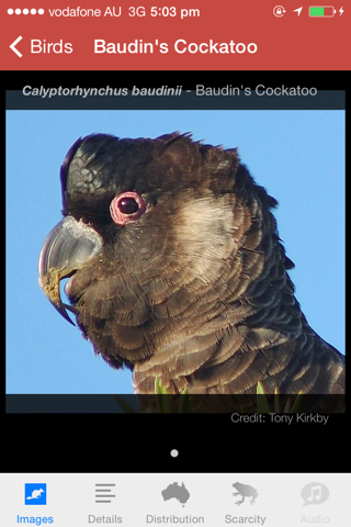 Field Guide to Western Australian Fauna screenshot 3
