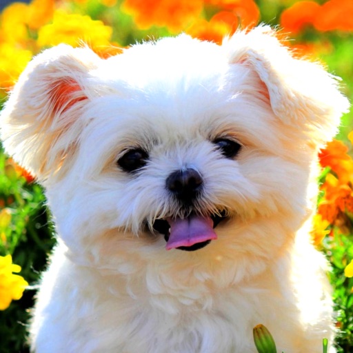 Dog Wallpapers HD for iPad icon