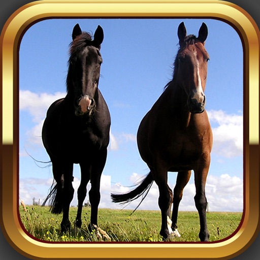 iWhinny - Fun Horse and Pony App for Equestrians