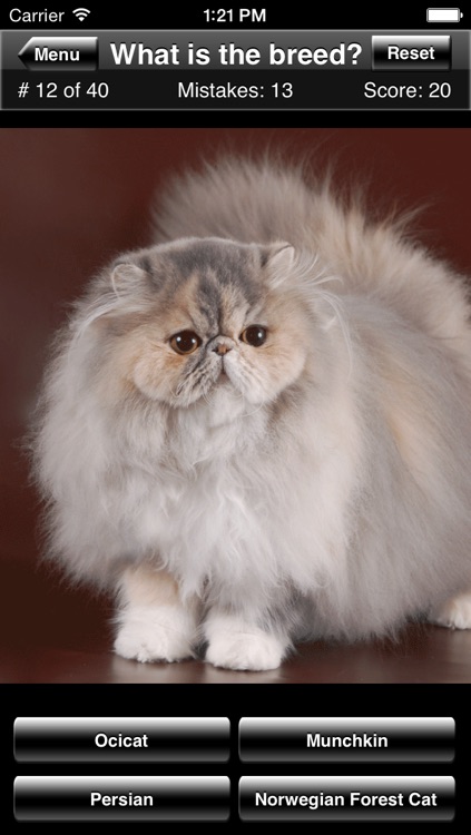 Cat Breed Quiz screenshot-3