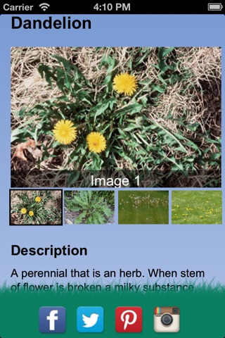 Ferta-Lawn Weed ID screenshot 3
