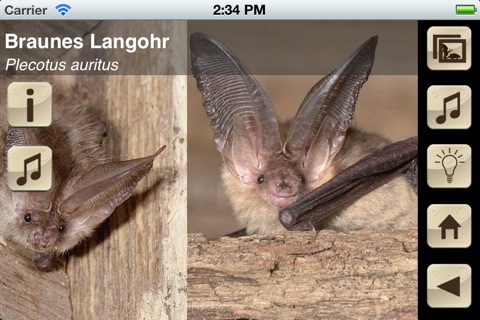 Swiss Bats screenshot 3