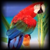 Parrot iEncyclopedia