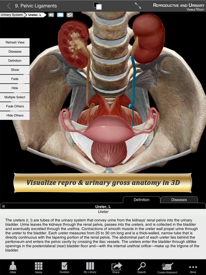 Reproductive and Urinary Anatomy Atlas Essential Reference for Students and Healthcare Professionals