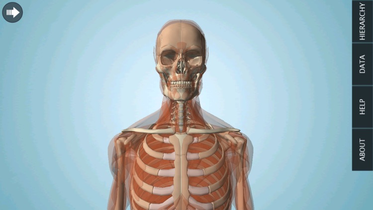 Muscular System 3D - Anatronica Interactive Anatomy