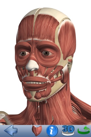 Visual Muscles 3D screenshot 3