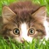 Cat Wallpapers HD for iPad