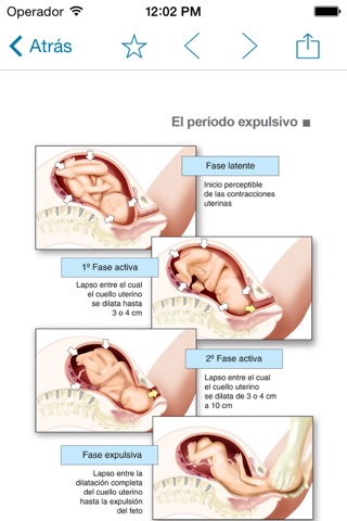 Miniatlas Pregnancy screenshot 3