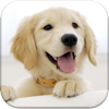 Dog Pairs