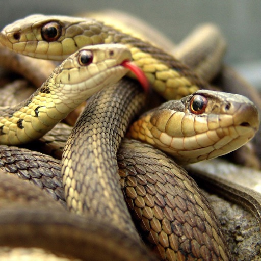 Dangerous Snakes
