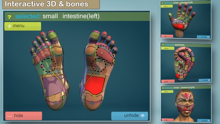 Total Reflexology-3D screenshot-4