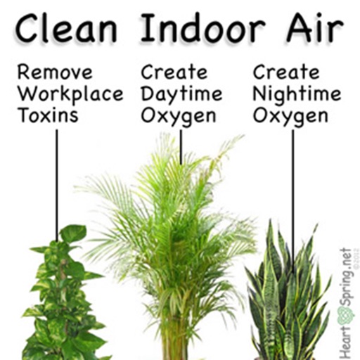 Houseplants for Air Purifying:Guide and Tips icon
