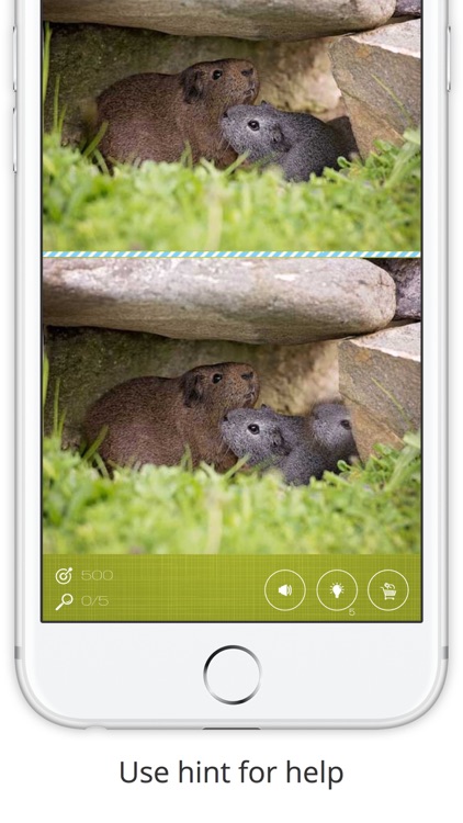 Find the Difference in Guinea Pig screenshot-3