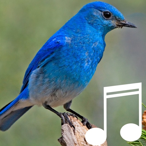 Birds Singing Sounds & White Noise Spa Meditation icon