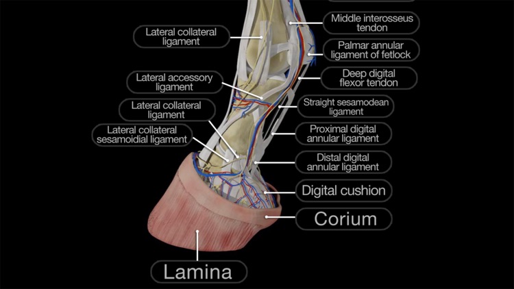 Horse Anatomy: Equine 3D