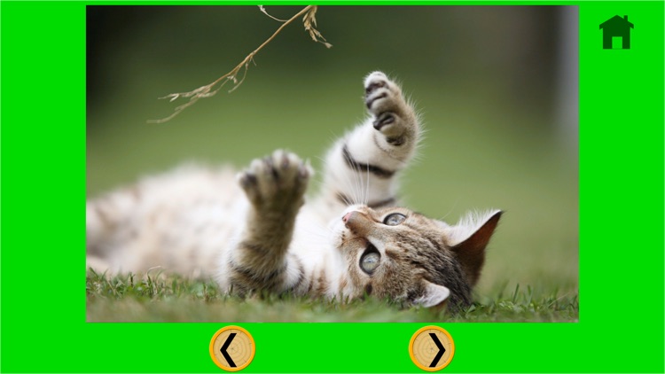 splendid cats for kids - free screenshot-3