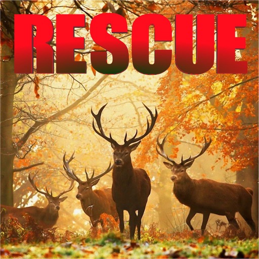 Jungle Animals Rescue