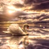 White Swan Wallpapers HD: Quotes Backgrounds with Art Pictures