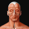 Виртуальное человеческое тело - QA International