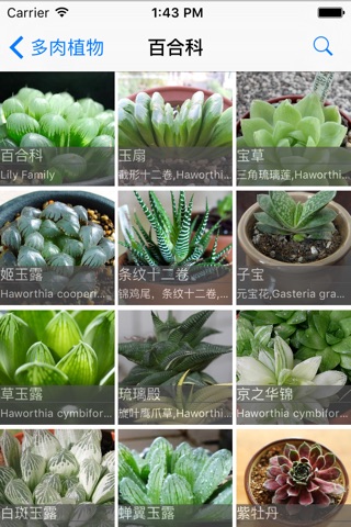 Succulents screenshot 4