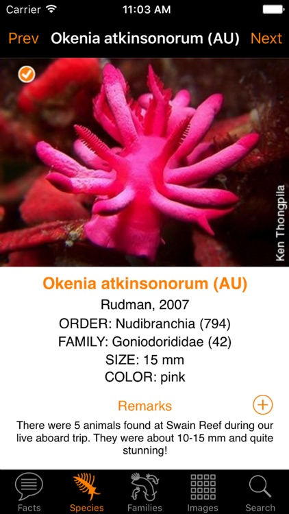 Nudibranch ID Australia NZ screenshot-3