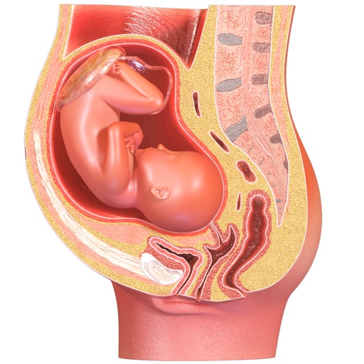 VR Fetus in the Uterus iOS App