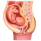 VR Fetus in the Uterus