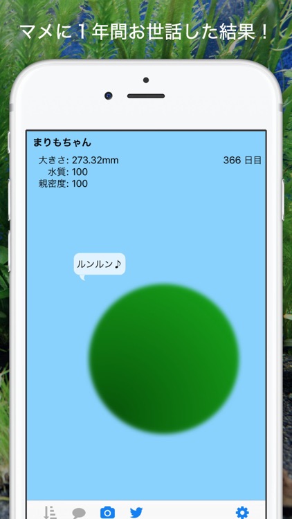 marimo