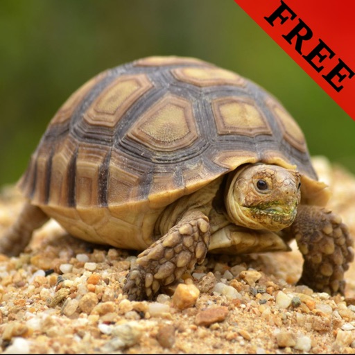 Turtle Photos & Video Galleries FREE