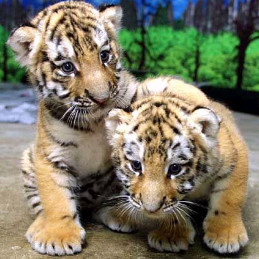 LovelyTigers