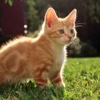 Beautiful Kitten Wallpapers