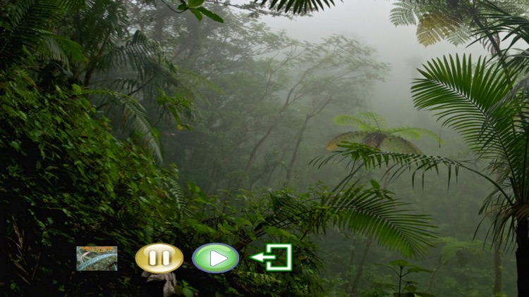 Meditation - Beethoven 4 in the Stormy Woods
