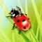 Ladybug - Counting Game