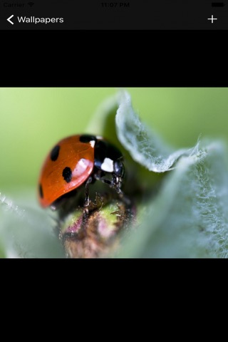 Free Ladybug Wallpapers screenshot 2