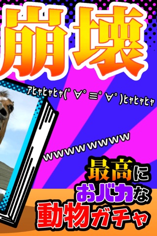 爆笑アプリ！人気無料ゲーム animal gacha screenshot 2