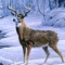 Icon Deer Hunting 3D : Ice Age