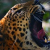 Wild Animal Predator Hunting 3d – Jungle Sniper