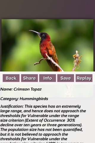 Hummingbirds Best Puzzles screenshot 3