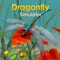 Here comes the Dragonfly