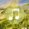 Wind sounds:Calming sounds of nature for relaxation and forest ambience for stress relief