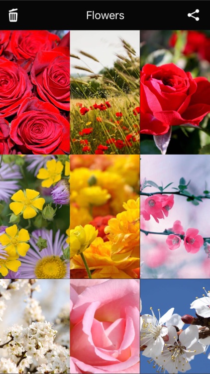 Flowers HD Wallpaper - Great Collection