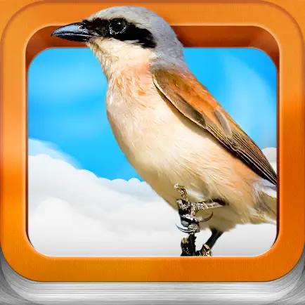 Bird Guide for kids Читы