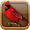 FeederVu is the first realistic 3D virtual bird feeder in the app store