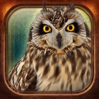 Top 48 Entertainment Apps Like Birds Collection-The library of wild birds video- - Best Alternatives