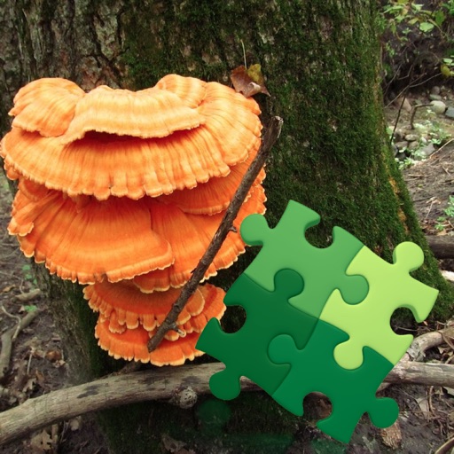 Mushrooms Puzzles Collection icon
