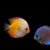 What is the Name of This Fish: Image Quiz with Education Video